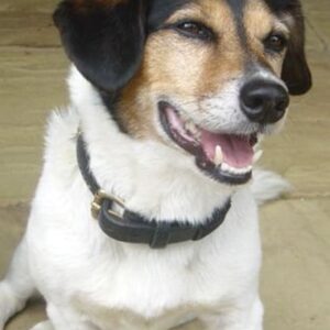 تصویر هنرمند Strapper