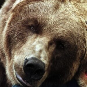 تصویر هنرمند Bart the Bear II
