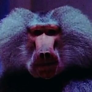 تصویر هنرمند Typhoon