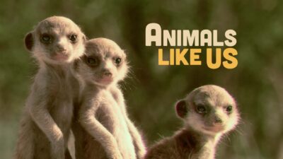 Teaser for Animals Like Us