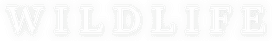 لوگوی رسمی فیلم Wildlife (2018)