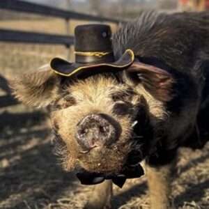 تصویر هنرمند Bashi 'The Pig'