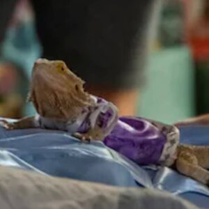 تصویر هنرمند Fay the Lizard