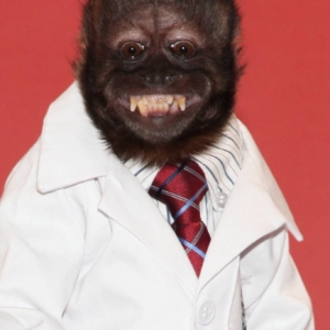 تصویر هنرمند Crystal the Monkey