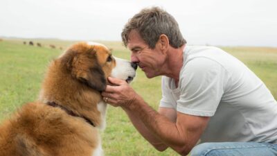 Teaser for A Dog’s Purpose