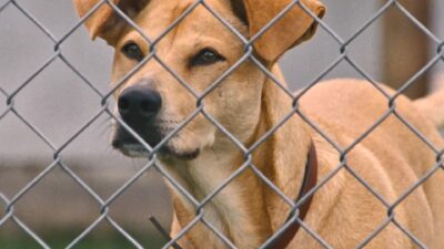 Teaser for Wendy and Lucy