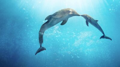 Teaser for Dolphin Tale 2