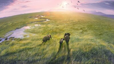 Teaser for Planet Earth III