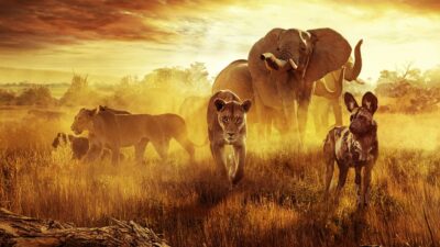 Teaser for Surviving Paradise: A Family Tale