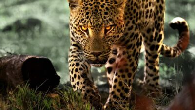 Teaser for Living with Leopards