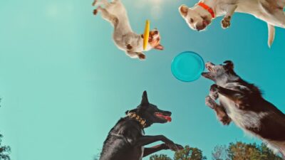 Teaser for Inside the Mind of a Dog