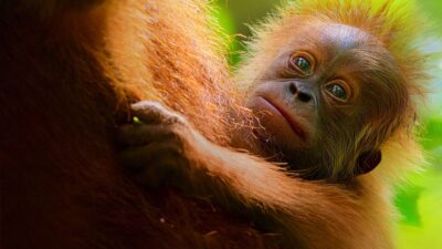 Teaser for Secret Lives of Orangutans