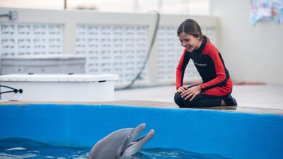 Teaser for Bernie the Dolphin 2