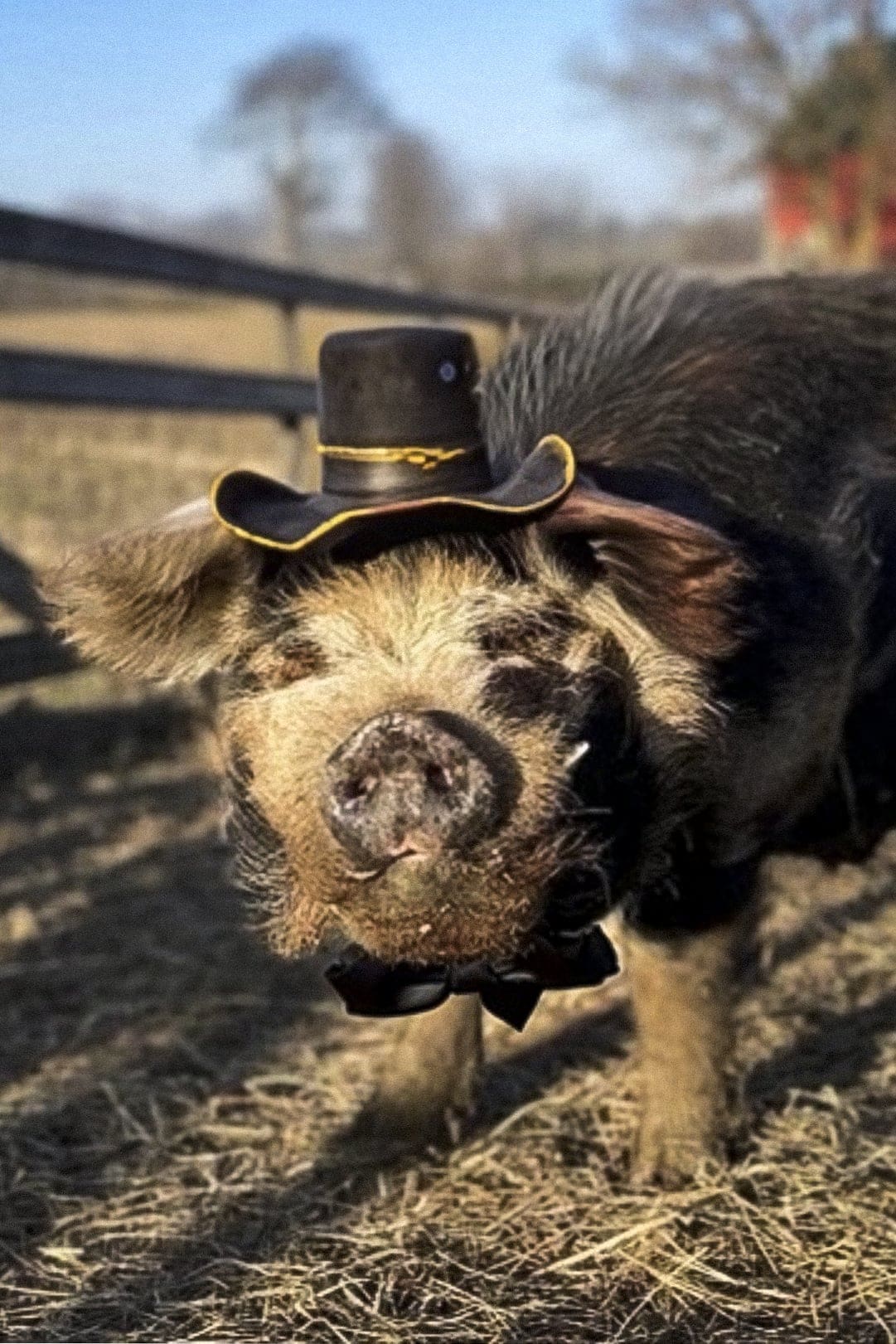 تصویر هنرمند Bashi 'The Pig'