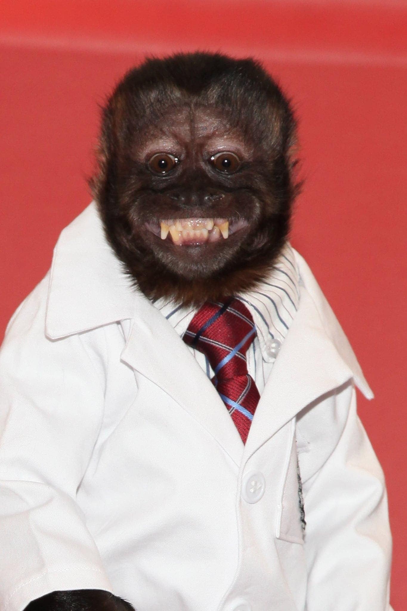 تصویر هنرمند Crystal the Monkey