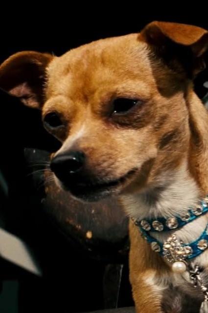 تصویر هنرمند Chester the Chihuahua