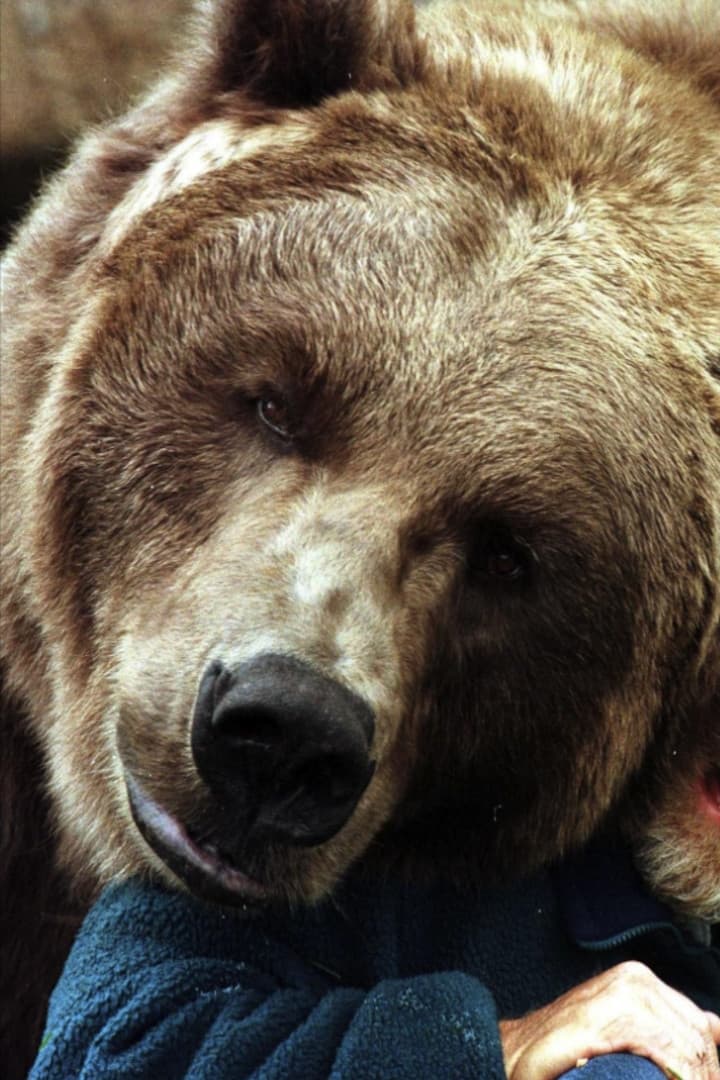تصویر هنرمند Bart the Bear II