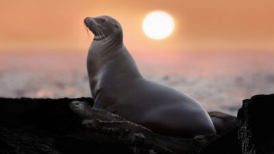 Teaser for Sea Lions of the Galapagos