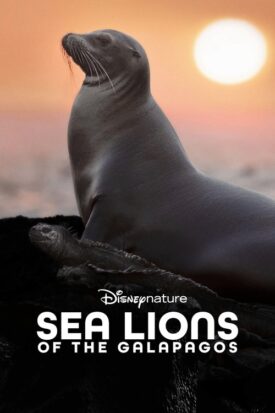 پوستر رسمی فیلم Sea Lions of the Galapagos (2025)