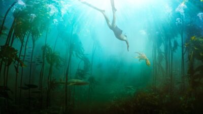 Teaser for My Octopus Teacher