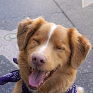 تصویر هنرمند Indy