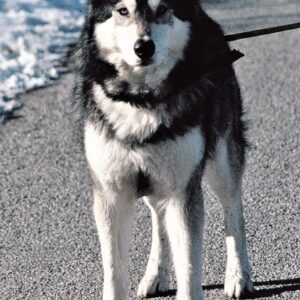 تصویر هنرمند Jed