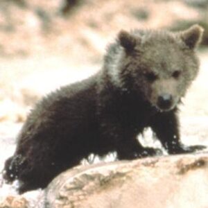 Youk the Bear Youk the Bear