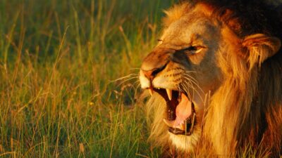 Teaser for Secret World of Sound