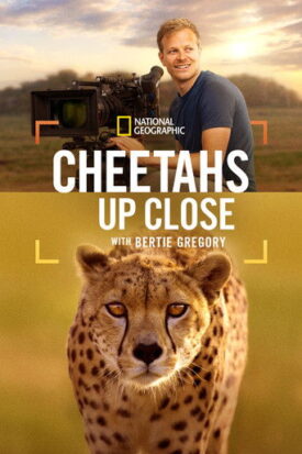 پوستر رسمی فیلم Cheetahs Up Close with Bertie Gregory (2026)
